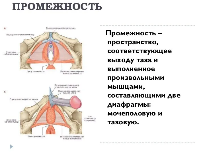 ПРОМЕЖНОСТЬ Промежность – пространство, соответствующее выходу таза и выполненное произвольными мышцами,