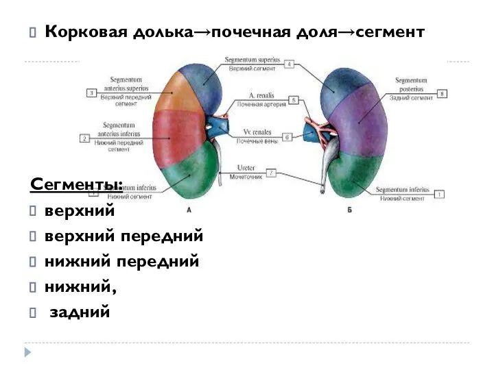 Корковая долька→почечная доля→сегмент Сегменты: верхний верхний передний нижний передний нижний, задний