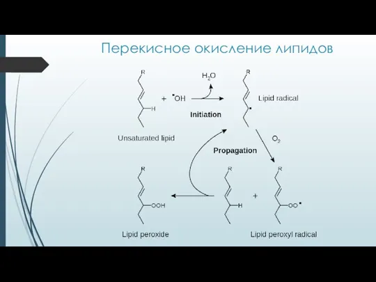 Перекисное окисление липидов