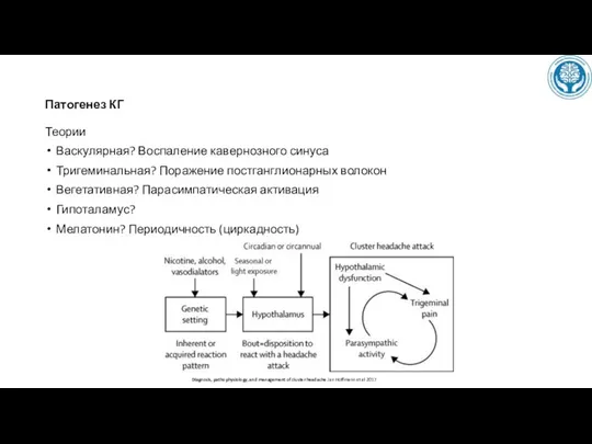 Патогенез КГ Теории Васкулярная? Воспаление кавернозного синуса Тригеминальная? Поражение постганглионарных волокон