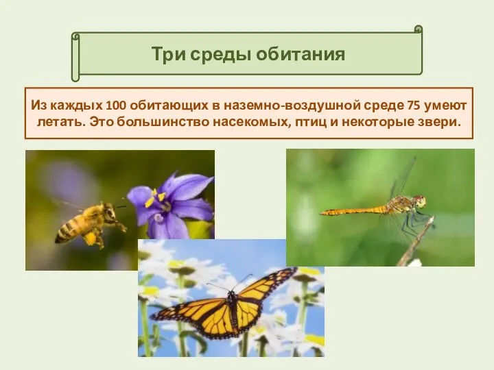 Три среды обитания Из каждых 100 обитающих в наземно-воздушной среде 75