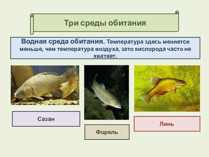 Три среды обитания Сазан Водная среда обитания. Температура здесь меняется меньше,