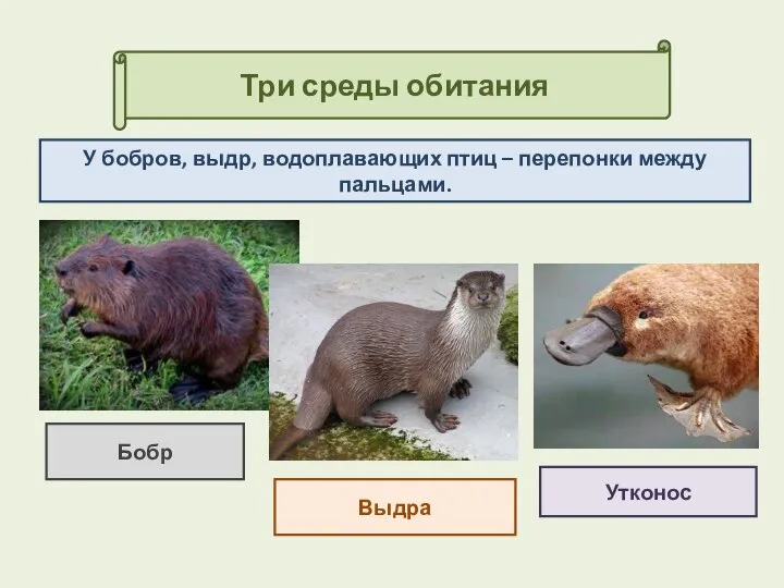 Три среды обитания Утконос У бобров, выдр, водоплавающих птиц – перепонки между пальцами. Выдра Бобр