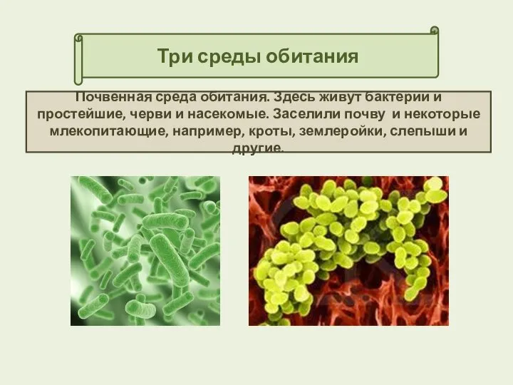 Три среды обитания Почвенная среда обитания. Здесь живут бактерии и простейшие,