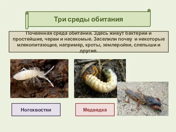 Три среды обитания Ногохвостки Почвенная среда обитания. Здесь живут бактерии и