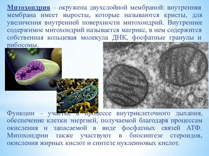 Митохондрия – окружена двухслойной мембраной: внутренняя мембрана имеет выросты, которые называются