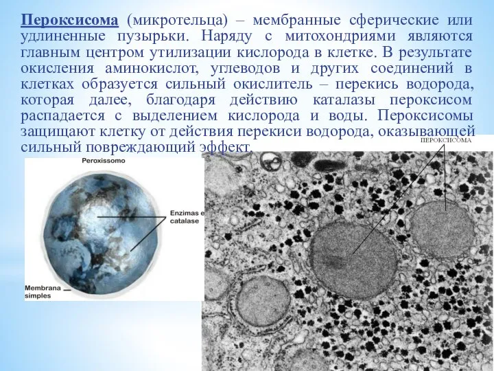 Пероксисома (микротельца) – мембранные сферические или удлиненные пузырьки. Наряду с митохондриями