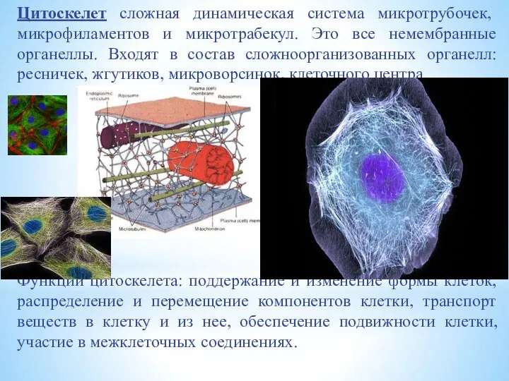 Цитоскелет сложная динамическая система микротрубочек, микрофиламентов и микротрабекул. Это все немембранные