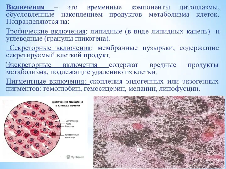 Включения – это временные компоненты цитоплазмы, обусловленные накоплением продуктов метаболизма клеток.