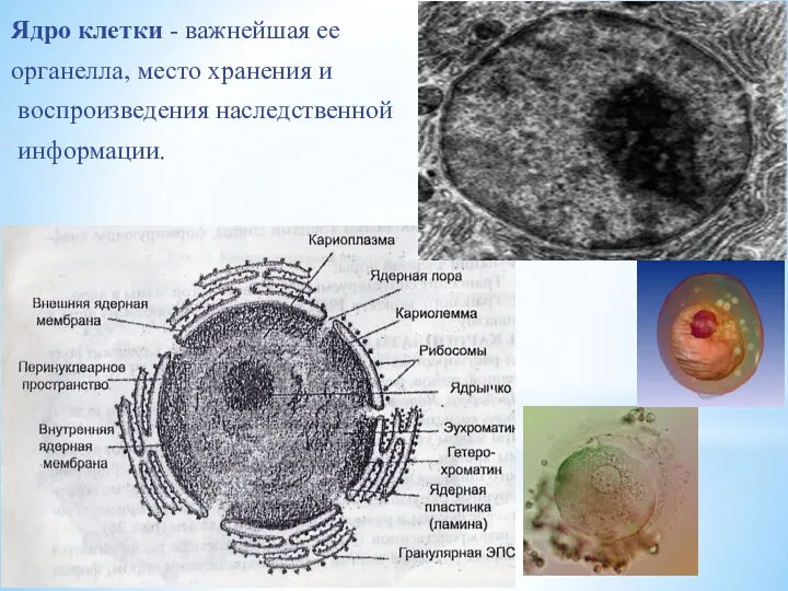 Ядро клетки - важнейшая ее органелла, место хранения и воспроизведения наследственной информации.