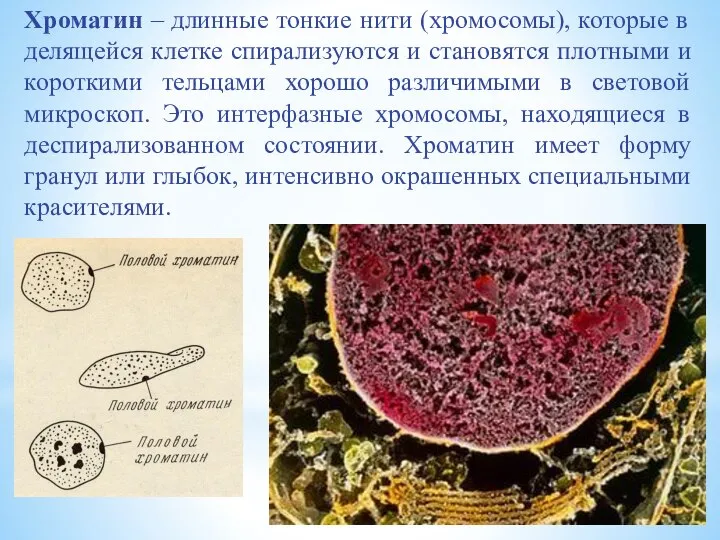 Хроматин – длинные тонкие нити (хромосомы), которые в делящейся клетке спирализуются