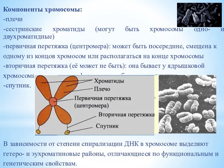 Компоненты хромосомы: -плечи -сестринские хроматиды (могут быть хромосомы одно- и двухроматидные)