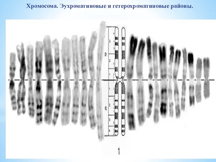 Хромосома. Эухроматиновые и гетерохроматиновые районы.