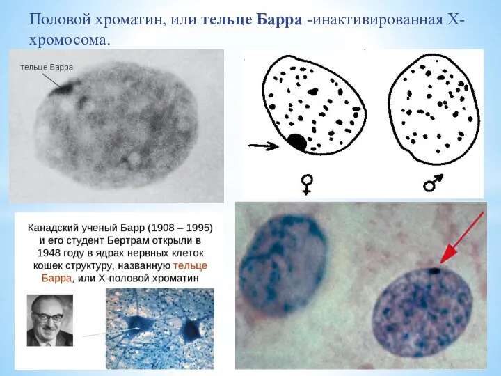 Половой хроматин, или тельце Барра -инактивированная Х-хромосома.