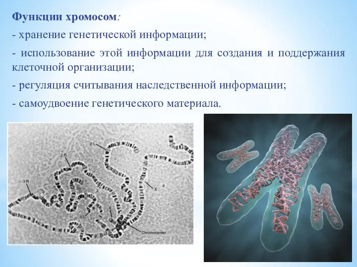 Функции хромосом: - хранение генетической информации; - использование этой информации для