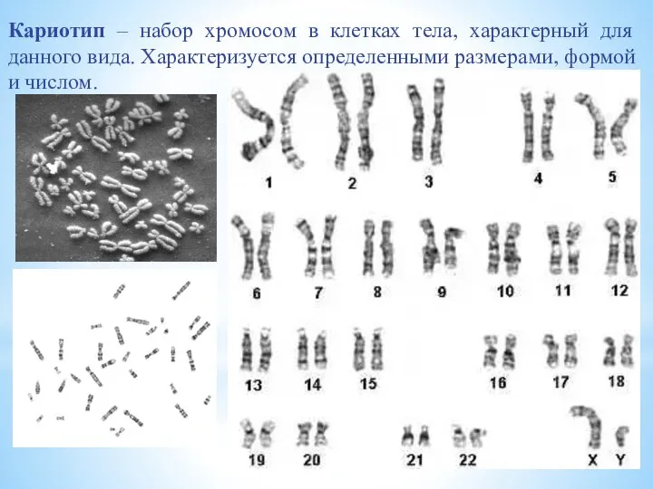 Кариотип – набор хромосом в клетках тела, характерный для данного вида.