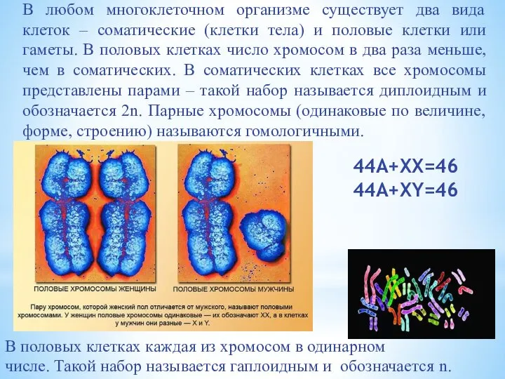 В любом многоклеточном организме существует два вида клеток – соматические (клетки