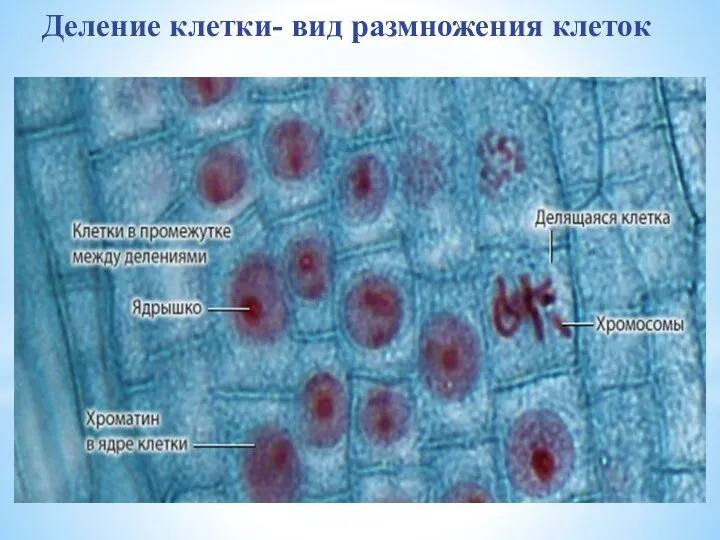 Деление клетки- вид размножения клеток