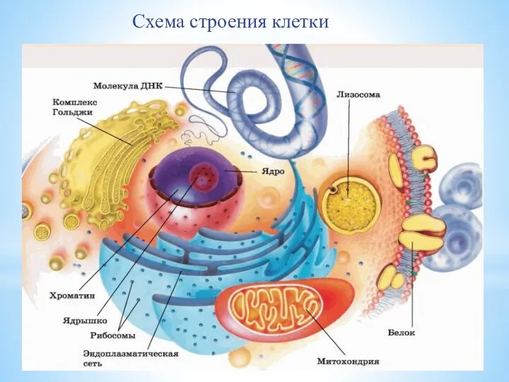 Схема строения клетки