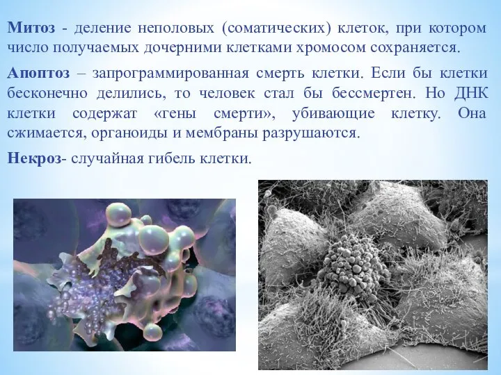 Митоз - деление неполовых (соматических) клеток, при котором число получаемых дочерними