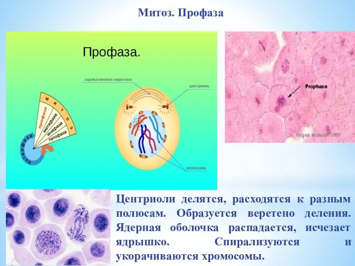 Центриоли делятся, расходятся к разным полюсам. Образуется веретено деления. Ядерная оболочка