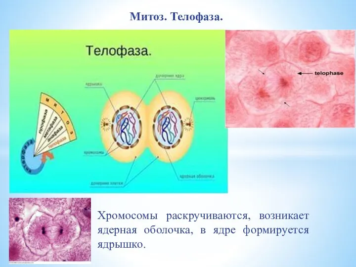 Хромосомы раскручиваются, возникает ядерная оболочка, в ядре формируется ядрышко. Митоз. Телофаза.