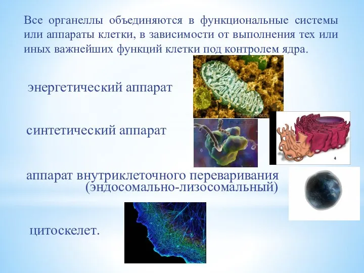 (эндосомально-лизосомальный) Все органеллы объединяются в функциональные системы или аппараты клетки, в