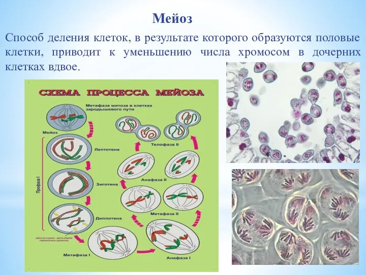 Мейоз Способ деления клеток, в результате которого образуются половые клетки, приводит