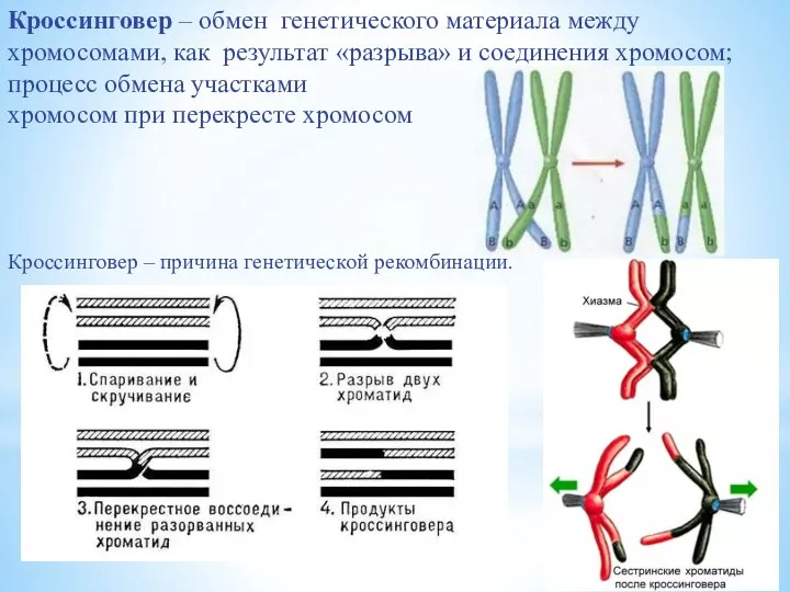 Кроссинговер – обмен генетического материала между хромосомами, как результат «разрыва» и