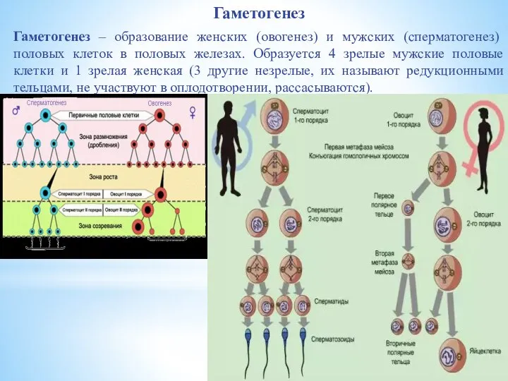 Гаметогенез Гаметогенез – образование женских (овогенез) и мужских (сперматогенез) половых клеток