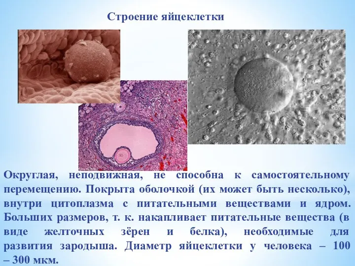 Округлая, неподвижная, не способна к самостоятельному перемещению. Покрыта оболочкой (их может