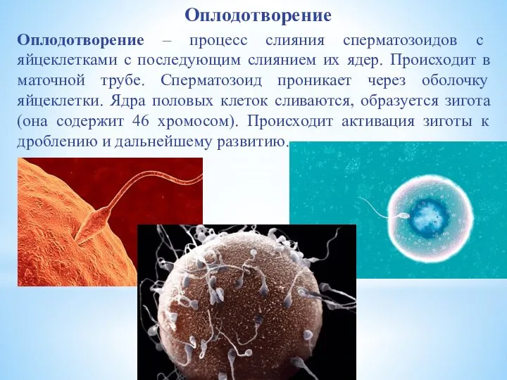 Оплодотворение Оплодотворение – процесс слияния сперматозоидов с яйцеклетками с последующим слиянием