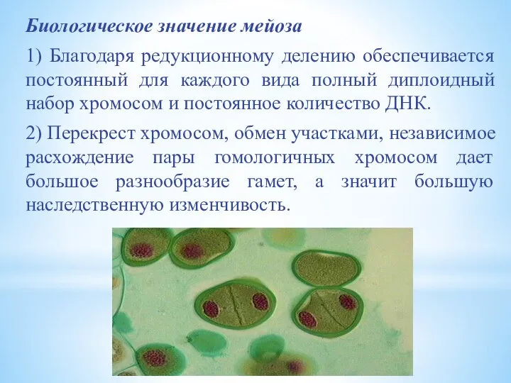 Биологическое значение мейоза 1) Благодаря редукционному делению обеспечивается постоянный для каждого