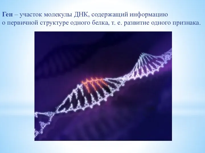 Ген – участок молекулы ДНК, содержащий информацию о первичной структуре одного