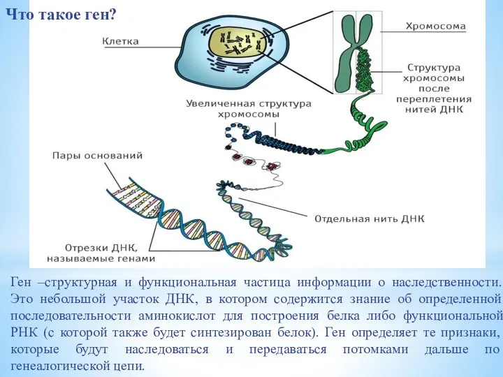 Ген –структурная и функциональная частица информации о наследственности. Это небольшой участок