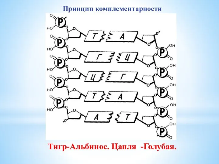 Принцип комплементарности Тигр-Альбинос. Цапля -Голубая.