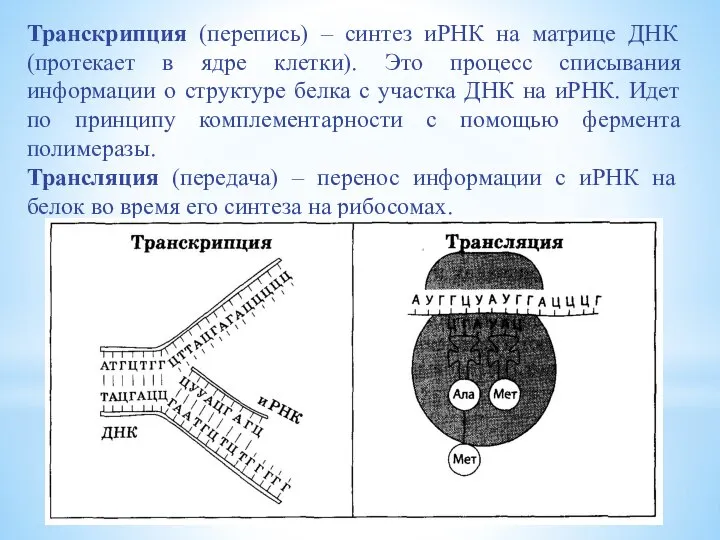 Транскрипция (перепись) – синтез иРНК на матрице ДНК (протекает в ядре