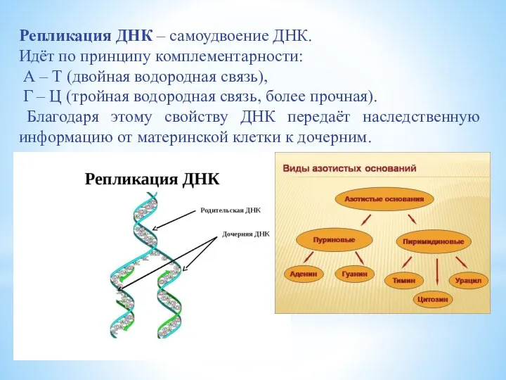 Репликация ДНК – самоудвоение ДНК. Идёт по принципу комплементарности: А –