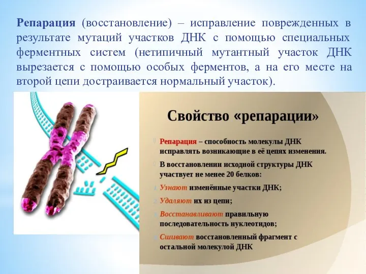 Репарация (восстановление) – исправление поврежденных в результате мутаций участков ДНК с