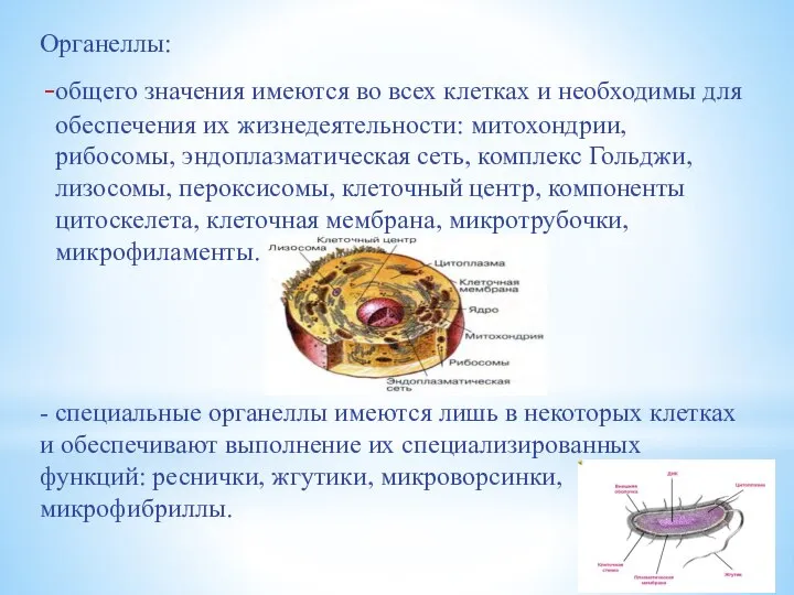 Органеллы: общего значения имеются во всех клетках и необходимы для обеспечения