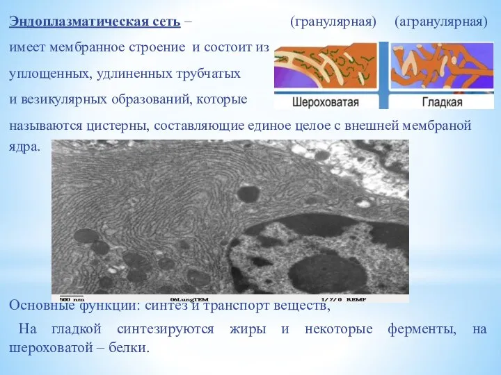 Эндоплазматическая сеть – (гранулярная) (агранулярная) имеет мембранное строение и состоит из