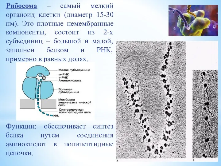 Рибосома – самый мелкий органоид клетки (диаметр 15-30 нм). Это плотные