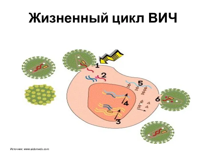 Жизненный цикл ВИЧ Источник: www.aidsmeds.com