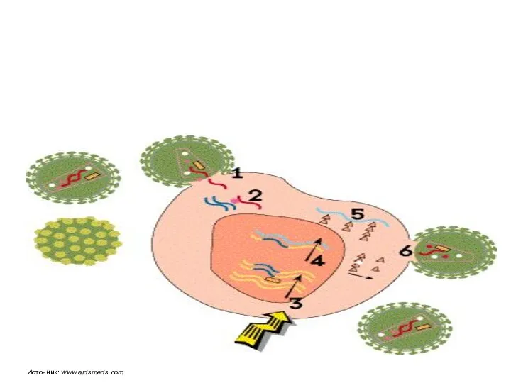 Источник: www.aidsmeds.com