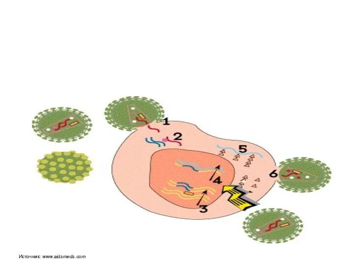 Источник: www.aidsmeds.com
