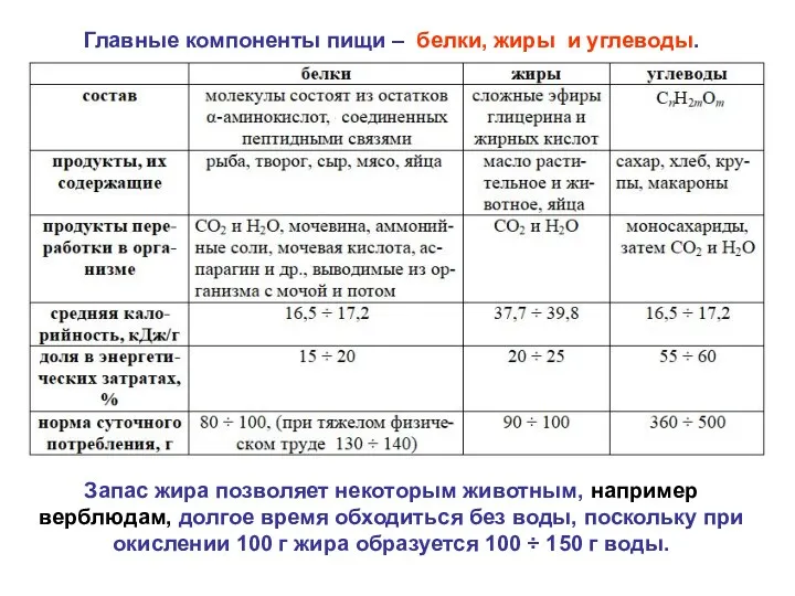 Главные компоненты пищи – белки, жиры и углеводы. Запас жира позволяет