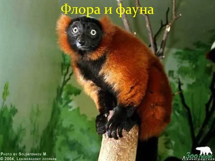 Флора и фауна