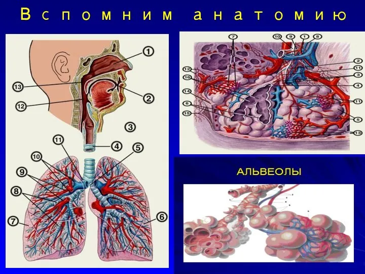 Вспомним анатомию