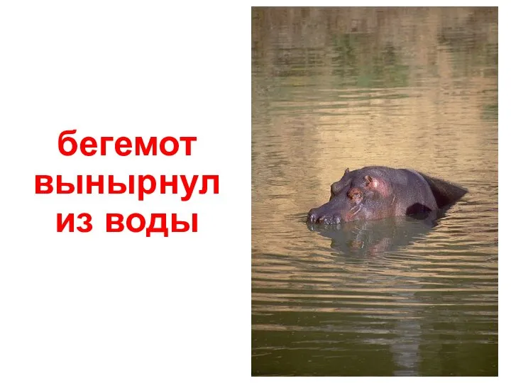 бегемот вынырнул из воды