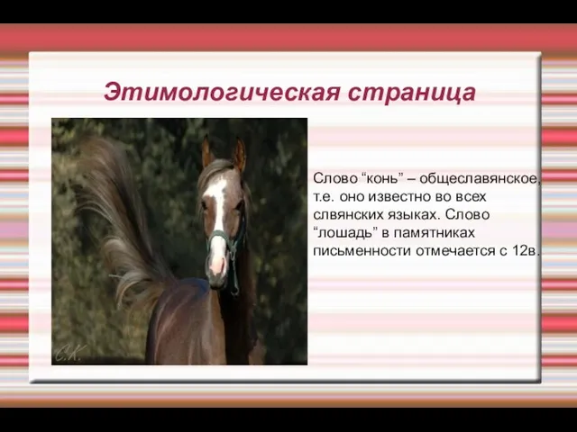 Этимологическая страница Слово “конь” – общеславянское, т.е. оно известно во всех